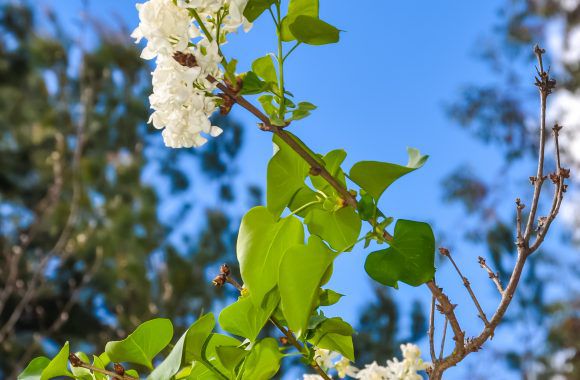 ELC_4377