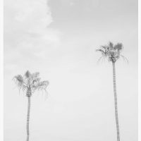 California Dreaming-4, Couple of High Palms Vertical Print, Black and white