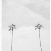 California Dreaming-5, Couple of High Palms Vertical Print, Black and white