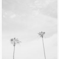 California Dreaming-6, Couple of High Palms Vertical Print, Black and white
