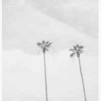 California Dreaming-3, High Palms Vertical Print, Black and white