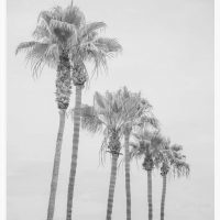 California Dreaming-2, High Palms Vertical Print, Black and white